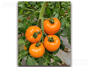 TI-169���S����-���ѷN��-�S�{�N��