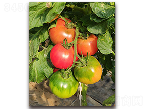 TI-157���۹���-���ѷN��-�S�{�N��