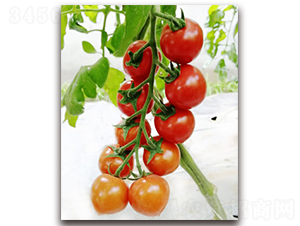 TI-081�����ҷ��ѣ�-���ѷN��-�S�{�N��