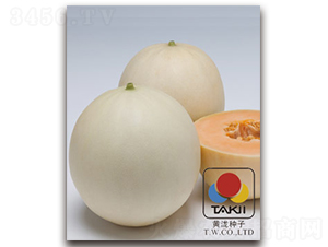 ����t-��ϷN��-�S�{�N��