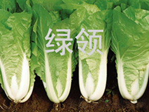 ���v1259-��˷N��-�G�I�N�I(y��)