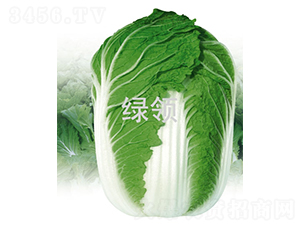 �600-�ײ˷N��-�G�I(l��ng)�N�I(y��)