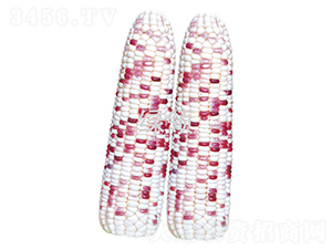 ����Ŵ608-���׷N��-�G�I�N�I(y��)