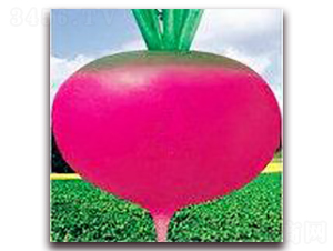 �t�A��ݼ-�}���N��-�����Z