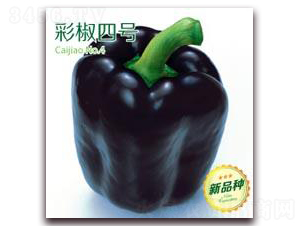 �ʽ���̖-�ʽ��N��-�����Z