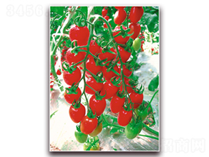 ʥ��-���ѷN��-�����Z