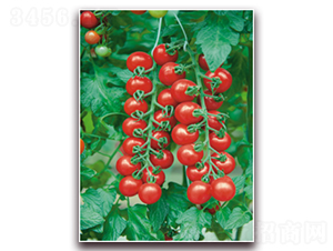 �ʺ�-���ѷN��-�����Z