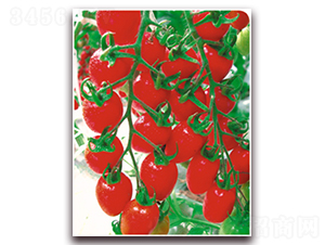 �t����-���ѷN��-�����Z