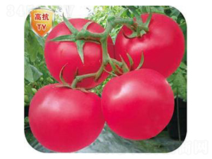 �t��50-���ѷN��-�����Z