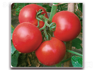 �t��-���ѷN��-�����Z