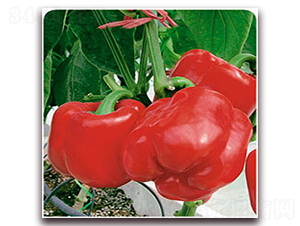 �tɺ��-�����N��-�����Z