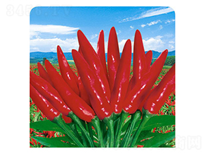 �ʺ�88-�����N��-�����Z