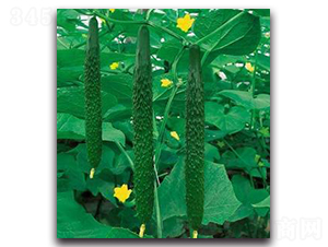 ��G��̖(h��o)-�S�ϷN��-�����Z