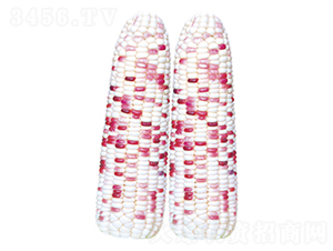 ����Ŵ-Ŵ���׷N��-�����Z