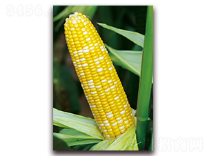 �pɫ����-�����׷N��-���r(n��ng)��