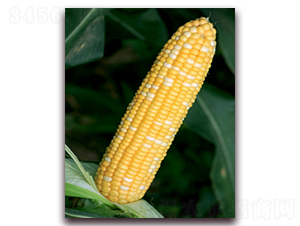 �pɫ��1606-�����׷N��-���r(n��ng)��