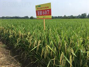 ����(y��u)607-ˮ���N��-�߿ƷN�I(y��)