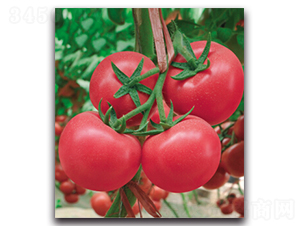 ����-���ѷN��-�����r(n��ng)