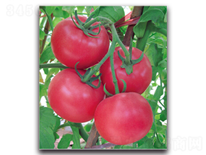 ����-���ѷN��-�����r(n��ng)