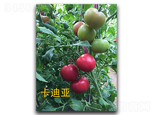 ���ρ�-���ѷN��-�����r(n��ng)