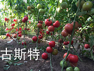 ��˹��-���ѷN��-�����r(n��ng)