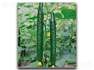 �G��1̖(h��o)-�S�ϷN��-�����r(n��ng)