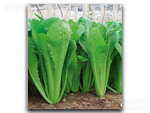 ����2̖-���˷N��-�����r(n��ng)