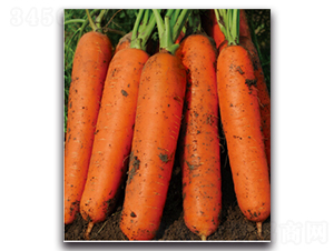 ���Cһ̖-�}���N��-�����r(n��ng)