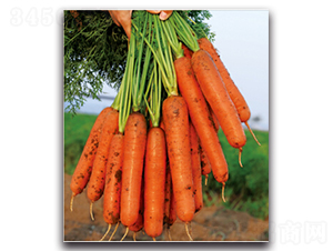 ��t��̖-�}���N��-�����r(n��ng)