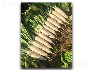 ѩ����̖-�}���N��-�����r(n��ng)