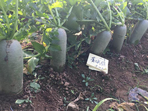 ��Ǵ���̖-�}���N��-�����r(n��ng)