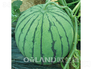 ������������-���ϷN��-�W�m��