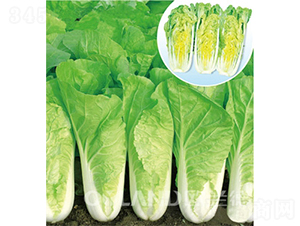 �W��566-��˷N��-�W�m��