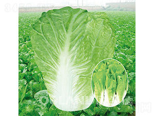 ��������5̖-��˷N��-�W�m��