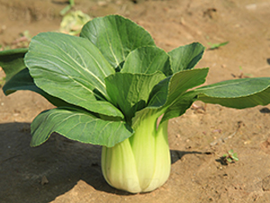 ���u���-�๣�˷N��-�W�m��