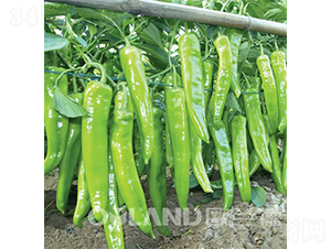 �ʄ�188-�SƤ���N��-�W�m��