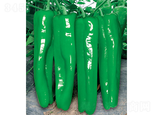 ���ώ�2̖�罷-�ݽ��N��-�W�m��