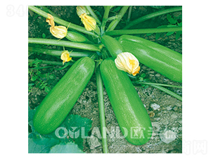 �W��8808-�����J�N��-�W�m��