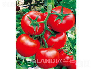 �W��609-���ѷN��-�W�m��