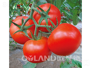 �ϚW�t��-���ѷN��-�W�m��