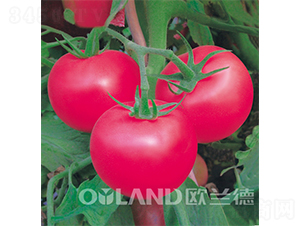 �ϚWһ̖-���ѷN��-�W�m��