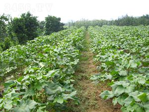 ���s��28̖(h��o)-�޻��N��-�һ�Դ