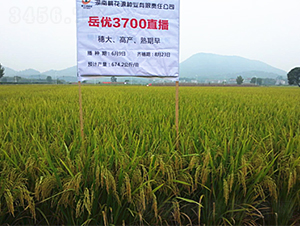 ����(y��u)3700-ˮ���N��-�һ�Դ