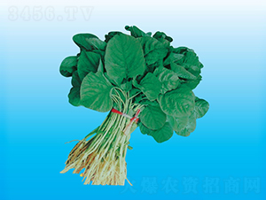 �_�����{��-�{�˷N��-�����N�I(y��)