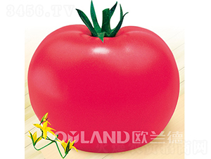 �ϚW�¹�-���ѷN��-�W�m��