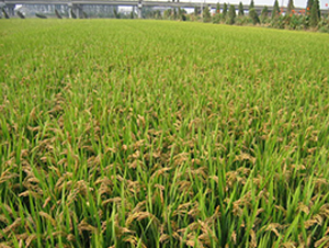 �λ�1̖-ˮ���N��-���r�N�I(y��)