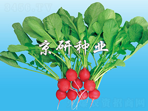 ���мt����-�}���N��-����