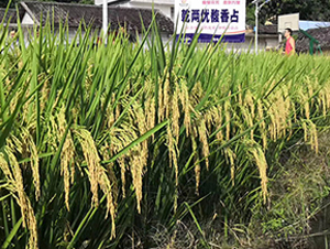 Ǭ�Ƀ�(y��u)���ռ-ˮ���N��-��ï�r�I(y��)