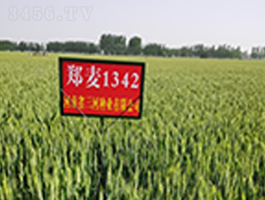 ����1342-С���N��-���ӷN�I(y��)