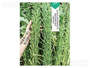 ����֥һ̖֥��N���L��